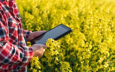 3 factors farmers must know to sell canola at a market high